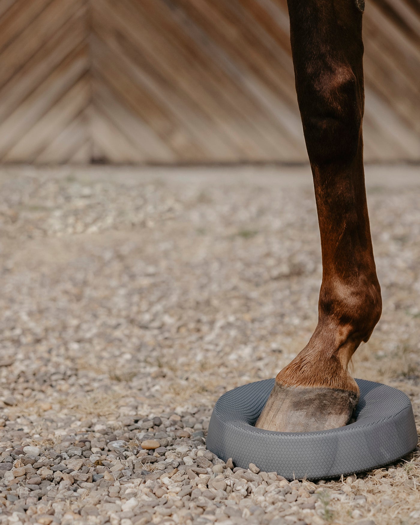 Das Balance Pad und der Huf für den Balance-Akt vereint. Man sieht, dass der Huf optimal aufs Pad passt