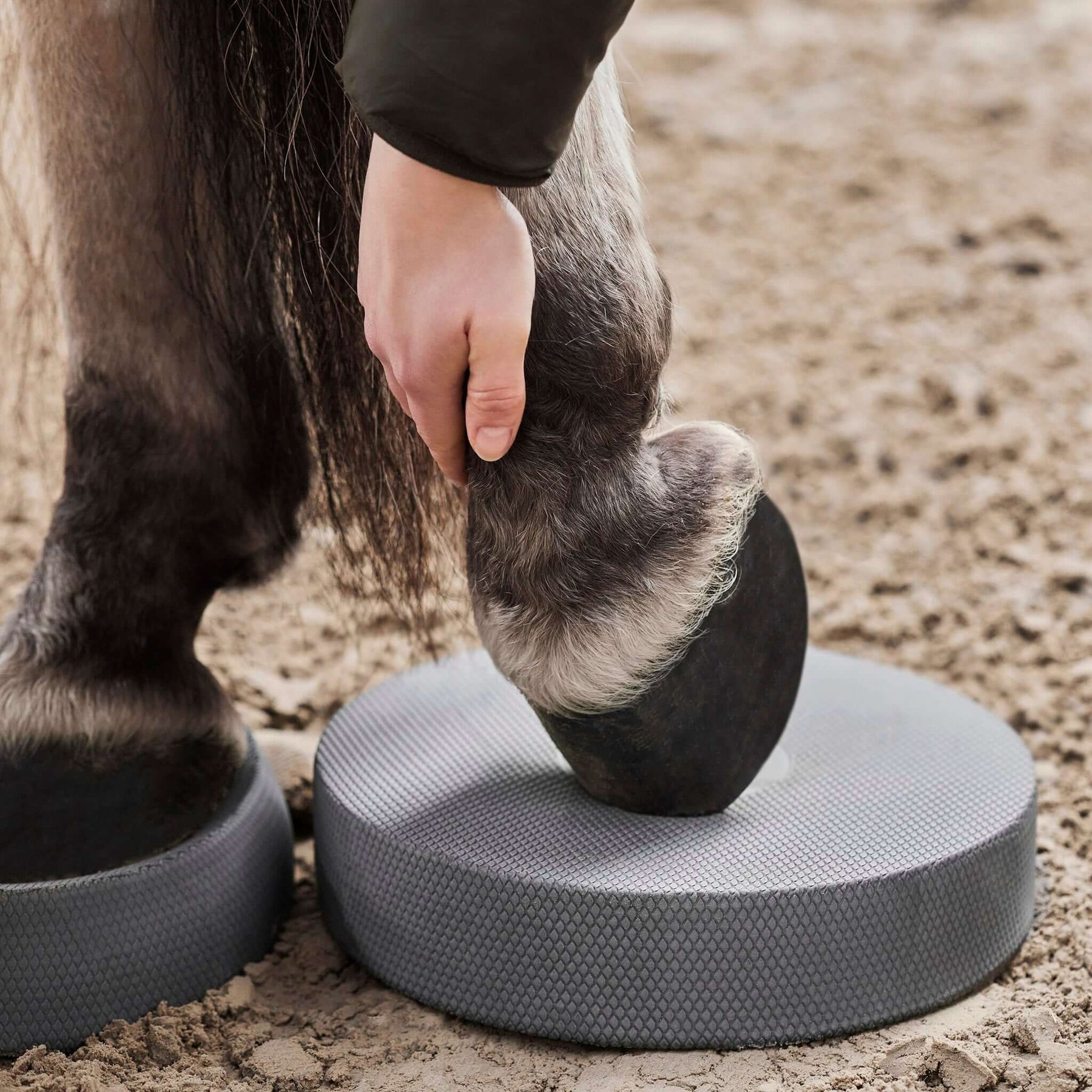Führe vorsichtig den Huf auf die Mitte der Physio Pads