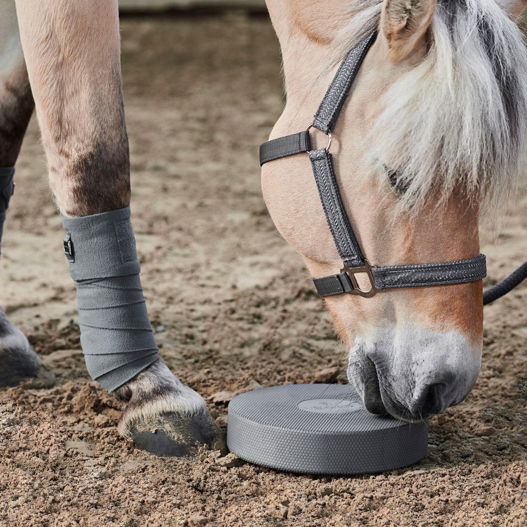 Balance Pad Pferd kaufen - 2er Set inkl. Anleitung