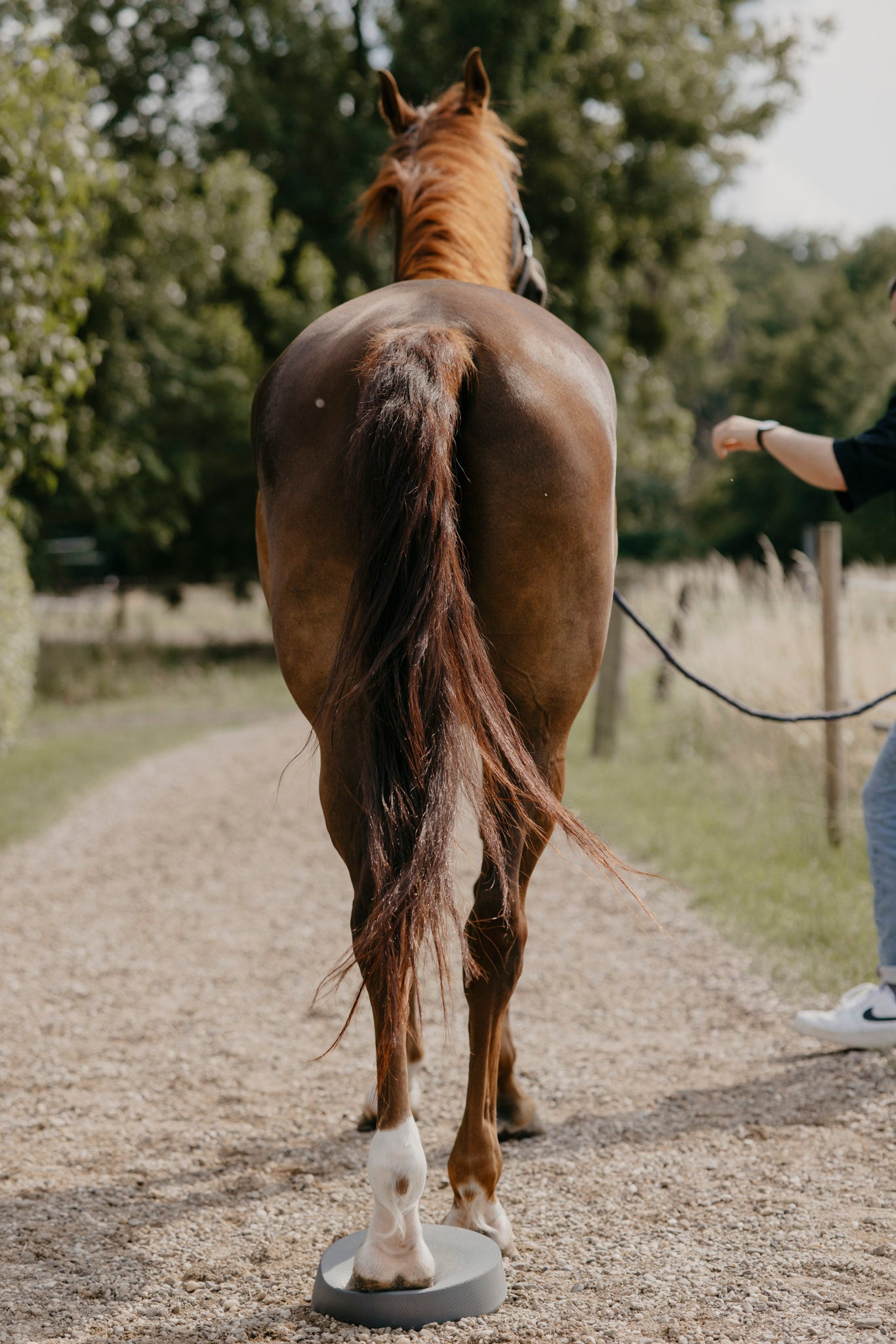 Mit den Balance-Pads können gezielte Übungen durchgeführt werden, um die Muskeln des Pferdes zu stärken