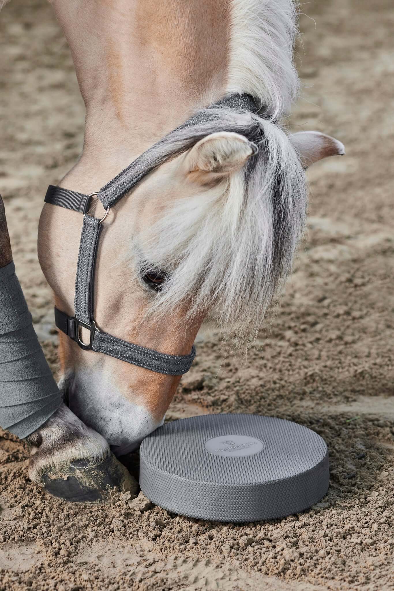 Das Pferd erkundet das Physio Pad in der Reithalle 